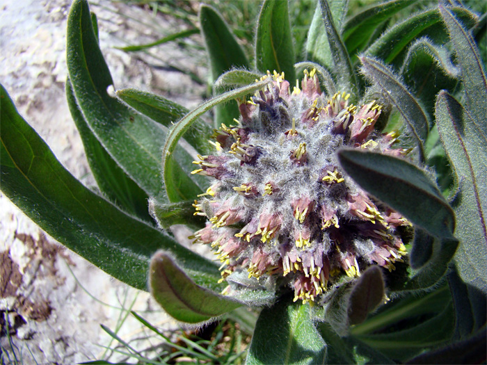Cynoglossum apenninum (=Solenanthus apenninus) / Lingua di cane apenninica